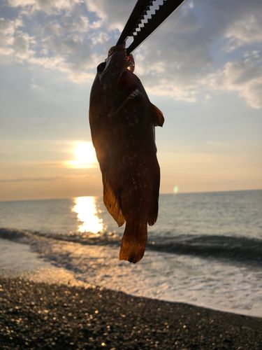 キジハタの釣果