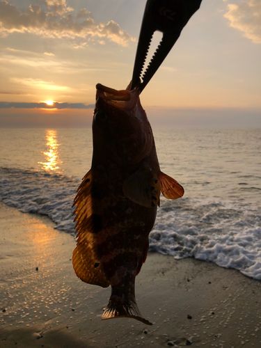 キジハタの釣果