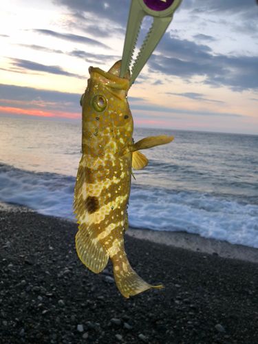 キジハタの釣果