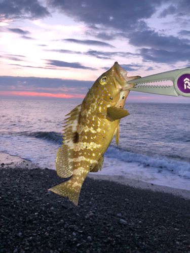 キジハタの釣果