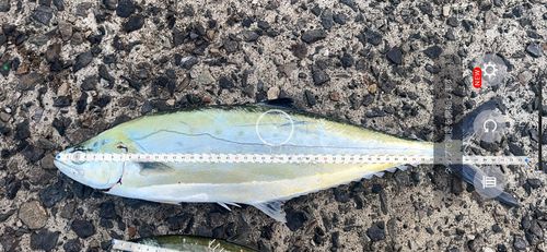 イケカツオの釣果