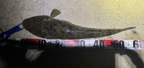マゴチの釣果