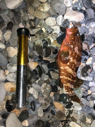 キジハタの釣果