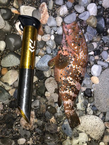 キジハタの釣果