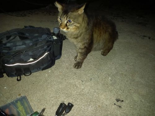 ハネ（ヒラスズキ）の釣果