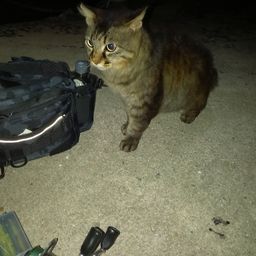 ハネ（ヒラスズキ）