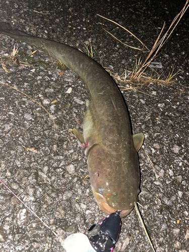 ナマズの釣果