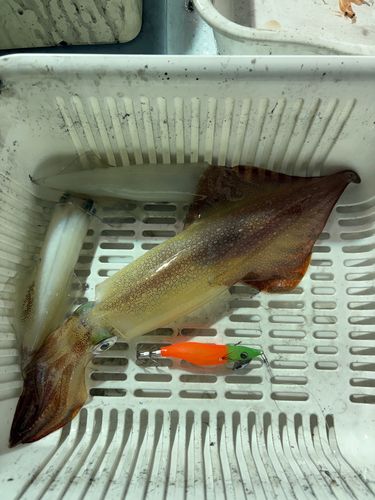ケンサキイカの釣果
