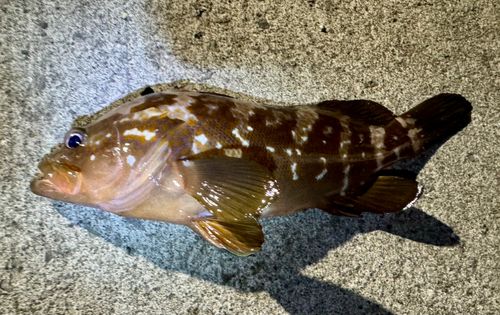 アコウの釣果