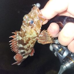 カサゴ