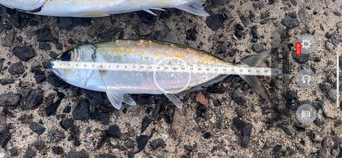 メアジの釣果