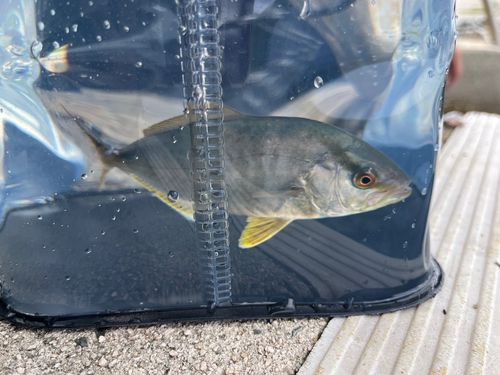 ショゴの釣果