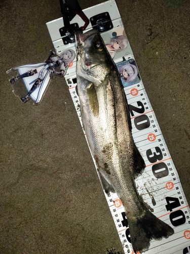 フッコ（マルスズキ）の釣果