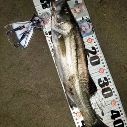 フッコ（マルスズキ）