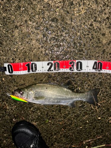 ヒラスズキの釣果