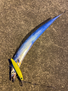 タチウオの釣果