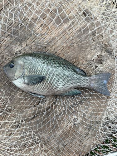 メジナの釣果