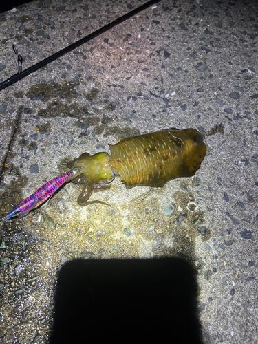 アオリイカの釣果