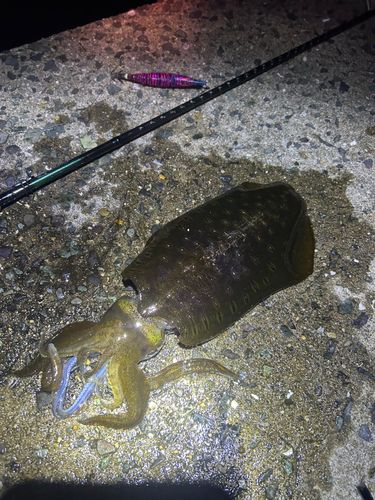 アオリイカの釣果