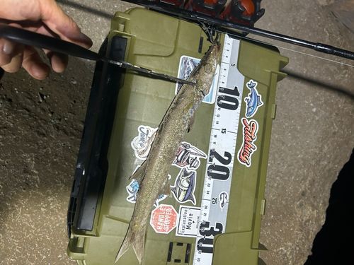 カマスの釣果