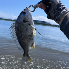 キビレの釣果