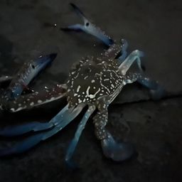 タイワンガザミ