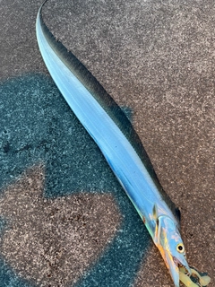タチウオの釣果