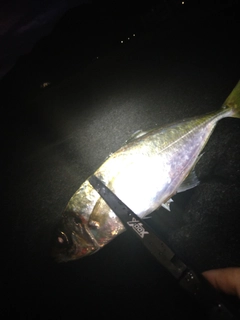 マアジの釣果