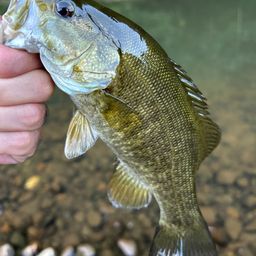 スモールマウスバス