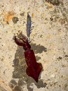 ケンサキイカの釣果