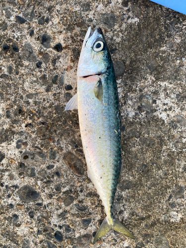 サバの釣果
