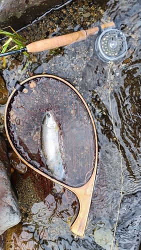 アマゴの釣果