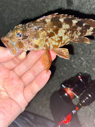 カサゴの釣果