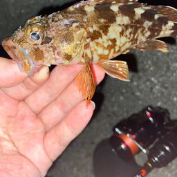カサゴ