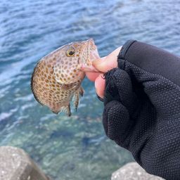 オオモンハタ