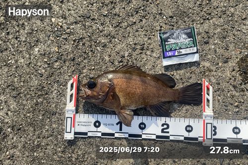 メバルの釣果