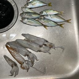 ケンサキイカ