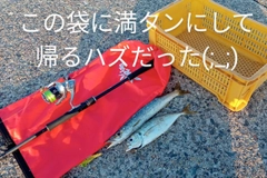 マアジの釣果