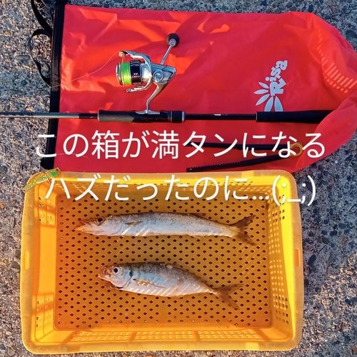 アカカマスの釣果