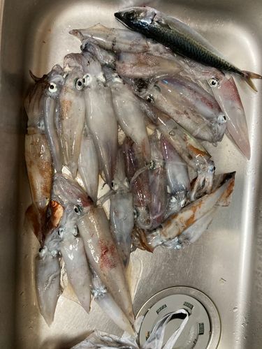 シロイカの釣果