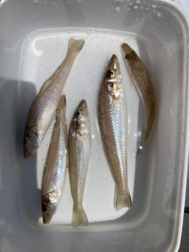 キスの釣果
