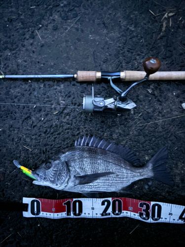 チヌの釣果