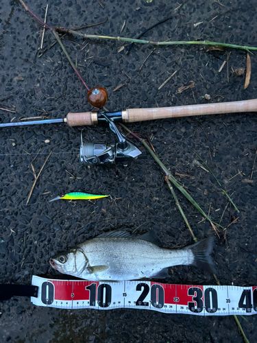 ヒラスズキの釣果