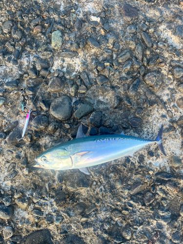 マルソウダの釣果