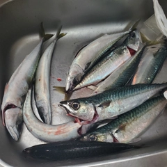 マサバの釣果