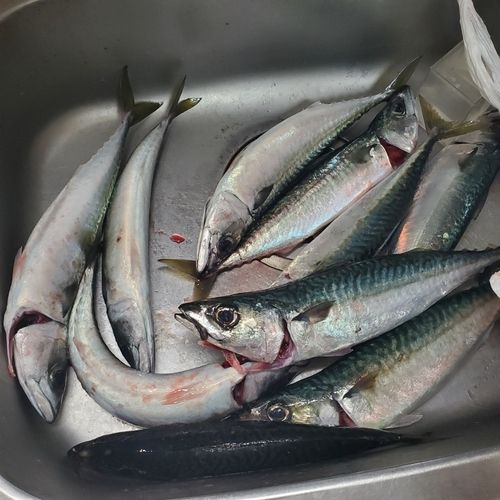 マサバの釣果