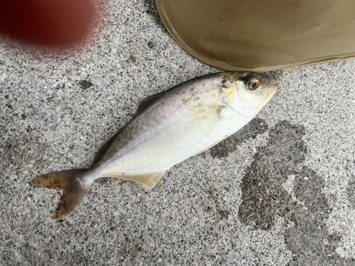 ショゴの釣果