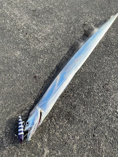 タチウオの釣果