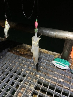 ケンサキイカの釣果