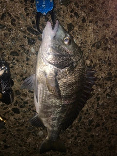 チヌの釣果